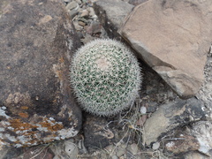 Mammillaria grusonii