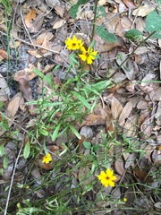 Coreopsis leavenworthii