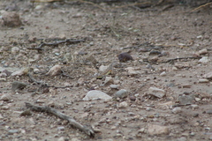 Callisaurus draconoides
