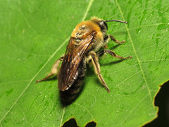Colletes thoracicus