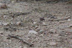 Callisaurus draconoides