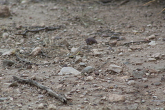 Callisaurus draconoides