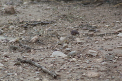Callisaurus draconoides