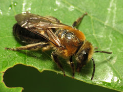 Colletes thoracicus
