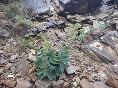 Hylotelephium caucasicum