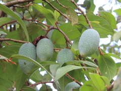 Ficus pumila awkeotsang