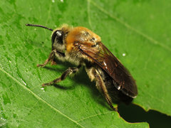 Colletes thoracicus