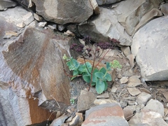 Hylotelephium caucasicum