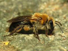 Colletes thoracicus