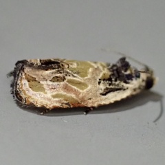 Olethreutes griseoalbana