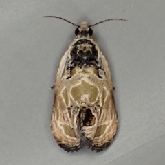 Olethreutes griseoalbana