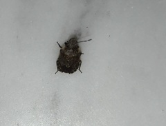 Sciocoris sideritidis