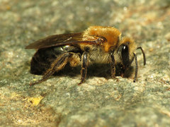 Colletes thoracicus