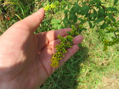 Solidago arguta arguta