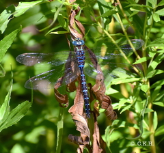 Aeshna tuberculifera