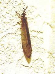 Nemoleontini