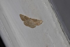 Stegania trimaculata