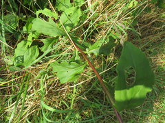 Solidago arguta arguta