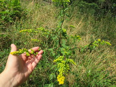 Solidago arguta arguta