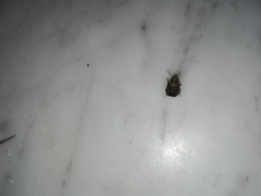 Sciocoris sideritidis