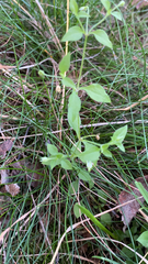 Moehringia trinervia