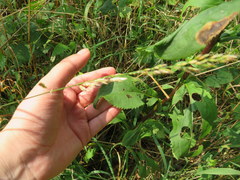 Solidago arguta arguta