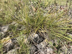 Carex umbellata