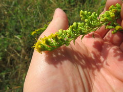 Solidago arguta arguta