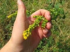 Solidago arguta arguta