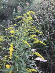 Solidago