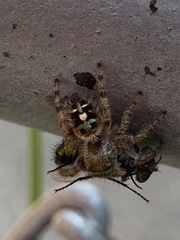 Phidippus