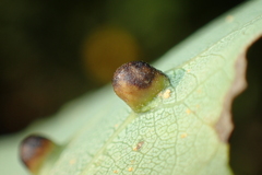 Harmandiola cavernosa