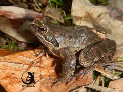 Rana pseudodalmatina