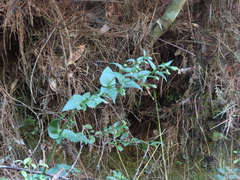 Swertia shintenensis