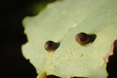 Harmandiola cavernosa