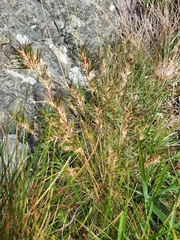 Festuca vivipara