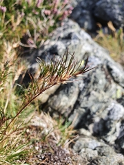 Festuca vivipara