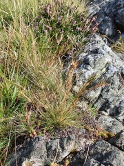 Festuca vivipara