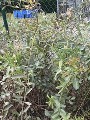 Salix × reichardtii