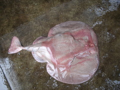 Electric Ray photo 4
