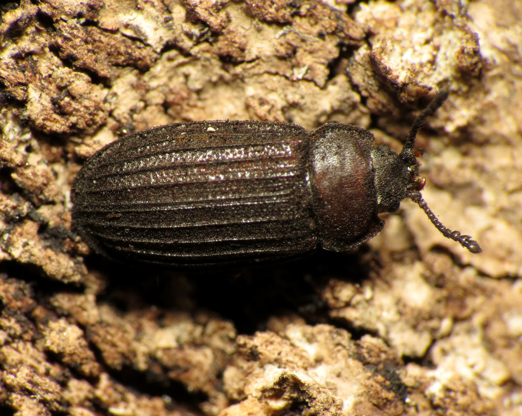 Grynocharis quadrilineata