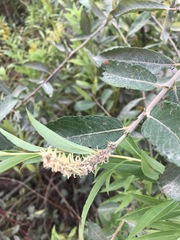 Salix × reichardtii