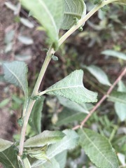 Salix × reichardtii