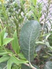 Salix × reichardtii