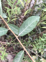 Salix × reichardtii