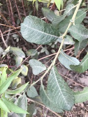 Salix × reichardtii