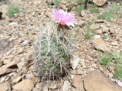 Thelocactus bicolor