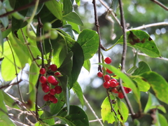 Schisandra arisanensis