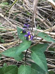 Solanum dulcamara