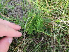 Sceptridium multifidum